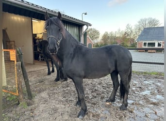 Fries paard, Merrie, 2 Jaar, 156 cm, Zwart