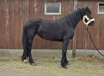 Fries paard, Merrie, 2 Jaar, 157 cm, Zwart