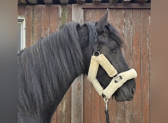 Fries paard, Merrie, 2 Jaar, 157 cm, Zwart