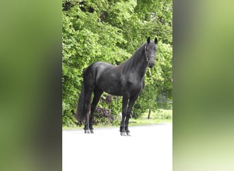Fries paard, Merrie, 2 Jaar, 159 cm, Zwart