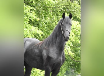 Fries paard, Merrie, 2 Jaar, 159 cm, Zwart