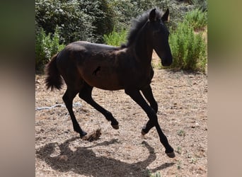 Fries paard Mix, Merrie, 2 Jaar, 160 cm, Zwart