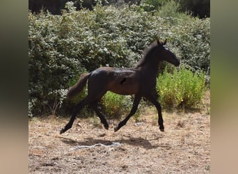 Fries paard Mix, Merrie, 2 Jaar, 160 cm, Zwart