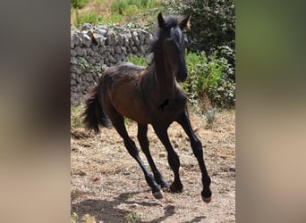 Fries paard Mix, Merrie, 2 Jaar, 160 cm, Zwart