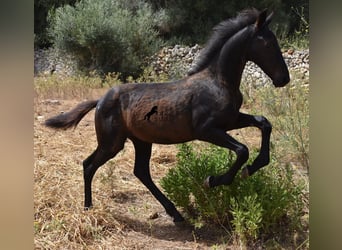 Fries paard Mix, Merrie, 2 Jaar, 160 cm, Zwart