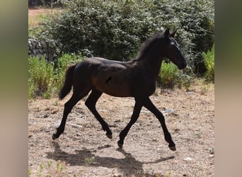 Fries paard Mix, Merrie, 2 Jaar, 160 cm, Zwart