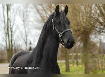 Fries paard, Merrie, 2 Jaar, 160 cm, Zwart