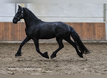 Fries paard, Merrie, 2 Jaar, 160 cm, Zwart