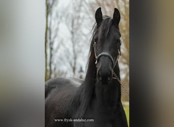 Fries paard, Merrie, 2 Jaar, 160 cm, Zwart