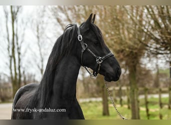 Fries paard, Merrie, 2 Jaar, 160 cm, Zwart