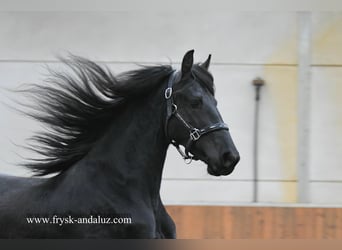 Fries paard, Merrie, 2 Jaar, 160 cm, Zwart