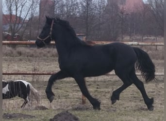 Fries paard, Merrie, 2 Jaar, 160 cm, Zwart