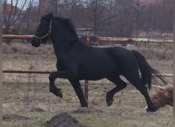 Fries paard, Merrie, 2 Jaar, 160 cm, Zwart