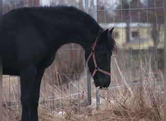 Fries paard, Merrie, 2 Jaar, 160 cm, Zwart