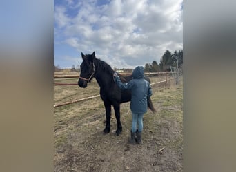 Fries paard, Merrie, 2 Jaar, 160 cm, Zwart