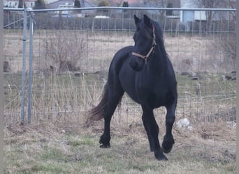 Fries paard, Merrie, 2 Jaar, 160 cm, Zwart