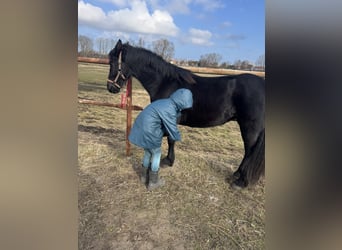 Fries paard, Merrie, 2 Jaar, 160 cm, Zwart