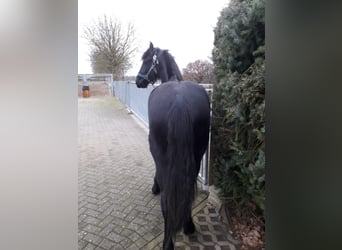 Fries paard, Merrie, 2 Jaar, 162 cm, Zwart