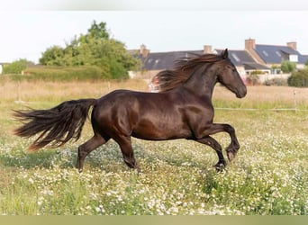 Fries paard, Merrie, 2 Jaar, 165 cm, Zwart