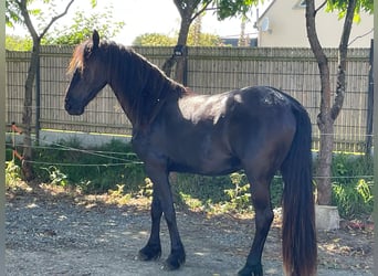 Fries paard, Merrie, 2 Jaar, 165 cm, Zwart