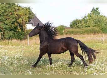 Fries paard, Merrie, 2 Jaar, 165 cm, Zwart