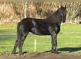 Fries paard, Merrie, 2 Jaar, 165 cm, Zwart