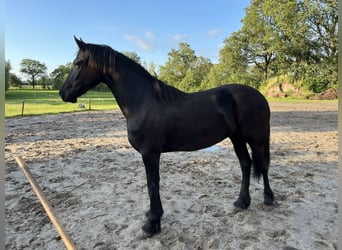 Fries paard, Merrie, 2 Jaar, 165 cm, Zwart