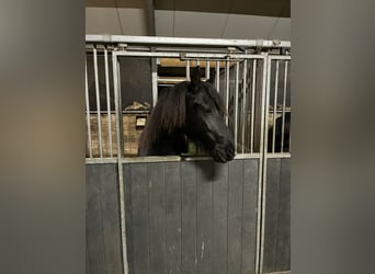 Fries paard, Merrie, 2 Jaar, 165 cm, Zwart