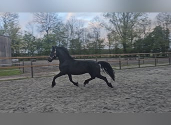 Fries paard, Merrie, 2 Jaar, 165 cm, Zwart