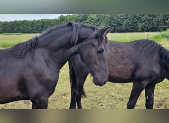 Fries paard, Merrie, 2 Jaar, 165 cm, Zwart