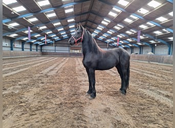 Fries paard, Merrie, 2 Jaar, 165 cm, Zwart