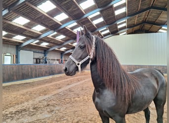 Fries paard, Merrie, 2 Jaar, 165 cm, Zwart