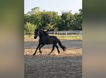 Fries paard, Merrie, 2 Jaar, 167 cm, Zwart