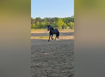 Fries paard, Merrie, 2 Jaar, 167 cm, Zwart