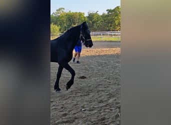 Fries paard, Merrie, 2 Jaar, 167 cm, Zwart
