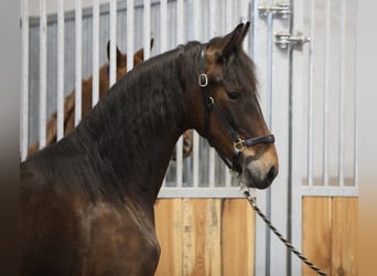 Friesen Mix, Stute, 2 Jahre, 171 cm, Dunkelbrauner