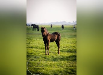 Fries paard, Merrie, 2 Jaar, Zwart