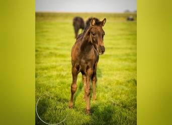 Fries paard, Merrie, 2 Jaar, Zwart