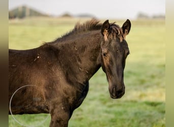 Fries paard, Merrie, 2 Jaar, Zwart
