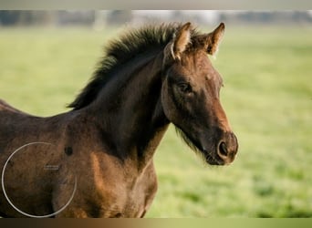 Fries paard, Merrie, 2 Jaar, Zwart