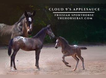 Fries paard, Merrie, 2 Jaar, Zwart