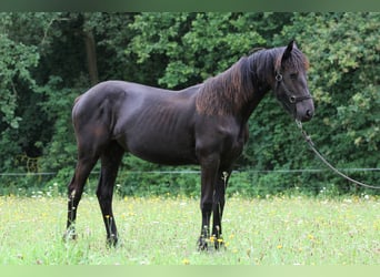 Fries paard, Merrie, 2 Jaar, Zwart