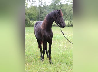 Fries paard, Merrie, 2 Jaar, Zwart