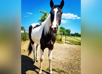 Fries paard, Merrie, 3 Jaar, 150 cm, Gevlekt-paard