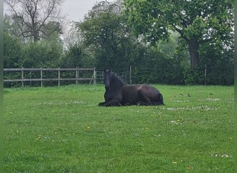Fries paard Mix, Merrie, 3 Jaar, 151 cm, Zwartbruin