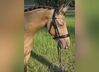 Fries paard Mix, Merrie, 3 Jaar, 152 cm, Champagne