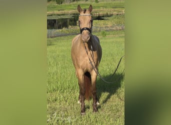 Fries paard Mix, Merrie, 3 Jaar, 152 cm, Champagne