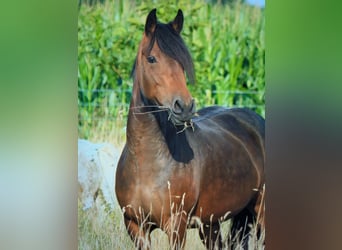 Fries paard Mix, Merrie, 3 Jaar, 155 cm, Bruin