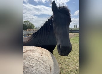 Fries paard, Merrie, 3 Jaar, 155 cm, Zwart