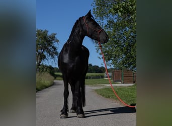 Fries paard, Merrie, 3 Jaar, 155 cm, Zwart